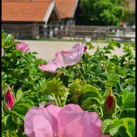 Hoeglerhof - Huettenzauber Apartman *