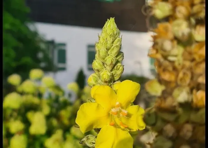 Appartamento Hoeglerhof - Huettenzauber *